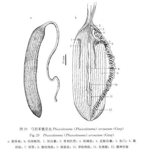 弓形革囊星蟲|弓形革囊星虫组织结构和超微结构观察